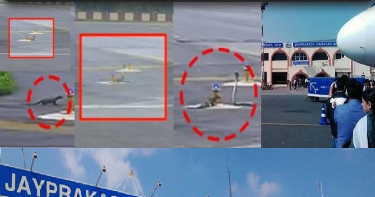 Video: 1 कोबरा और 3 नेवले, पटना एयरपोर्ट रनवे पर घमासान, हमले और बचाव का नजारा